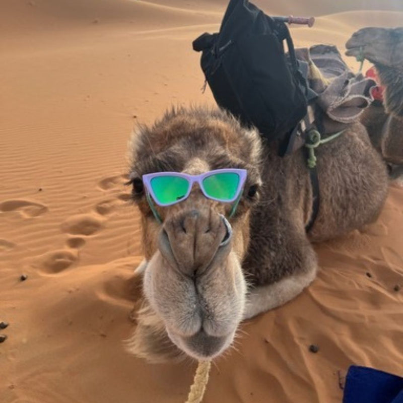 / Blue-Green | photo_of_camel.JPG | Camel laying down in the sand wears The Moontower Clawdia with a blue-green lens from Pit Viper